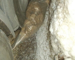 IMGP0990