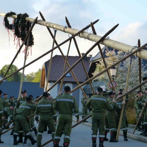 Maibaum 2015